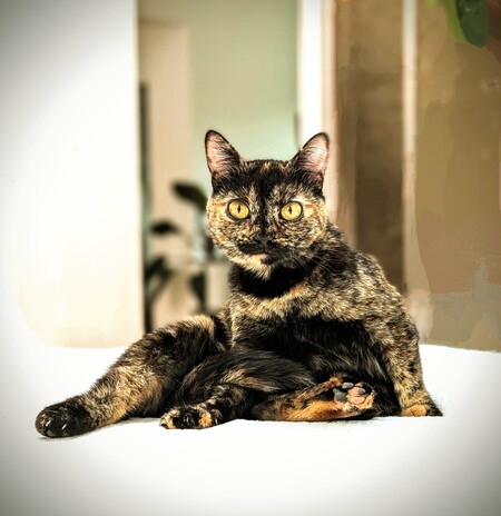 Entry image for Tucita (AKA Jean) ;). Clicking this image will show a larger photo