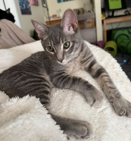 Entry image for Tigger. Clicking this image will show a larger photo