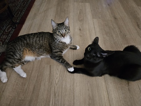 Entry image for Lucy & Vader. Clicking this image will show a larger photo