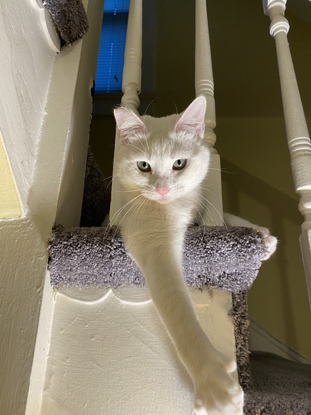 Entry image for Gidget. Clicking this image will show a larger photo