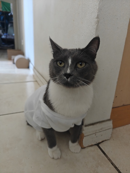Entry image for Teego. Clicking this image will show a larger photo