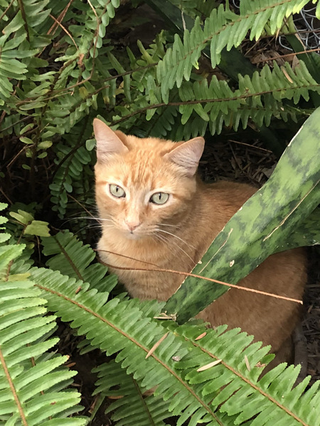 Entry image for Cinnamon . Clicking this image will show a larger photo
