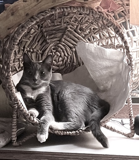 Entry image for Stella. Clicking this image will show a larger photo