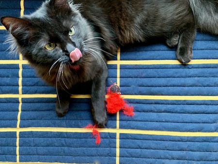 Entry image for Frankie. Clicking this image will show a larger photo