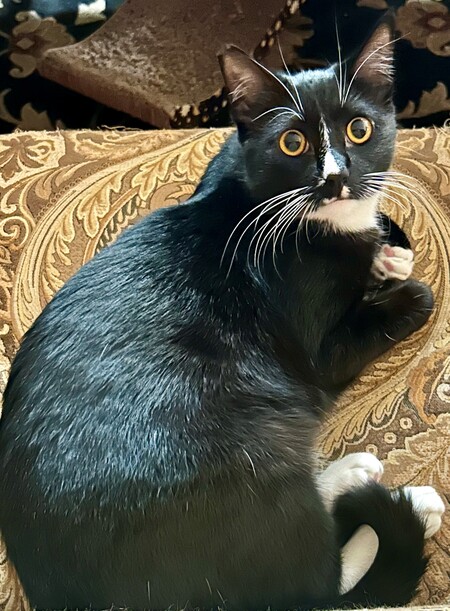 Entry image for Chip. Clicking this image will show a larger photo