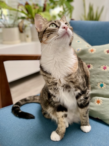 Entry image for Olive. Clicking this image will show a larger photo