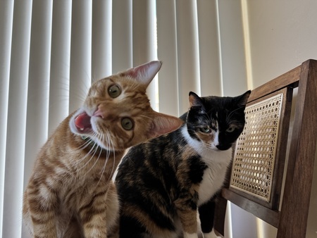 Entry image for Pickles and Jellybean. Clicking this image will show a larger photo