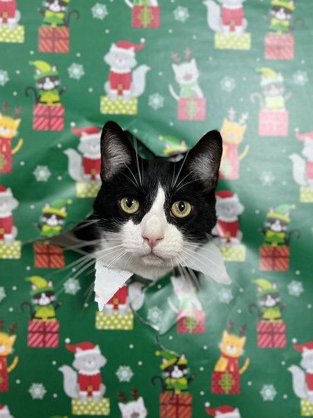 Entry image for Comet. Clicking this image will show a larger photo