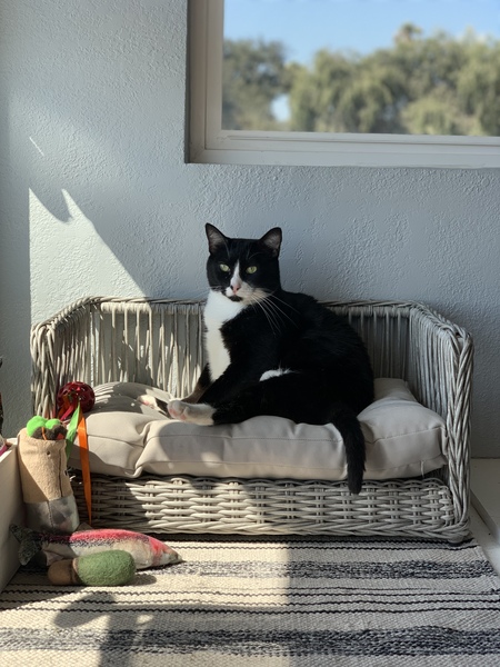 Entry image for Cthulhu. Clicking this image will show a larger photo