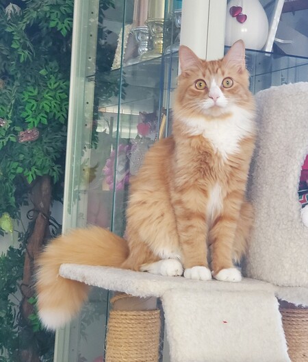 Entry image for Luca. Clicking this image will show a larger photo