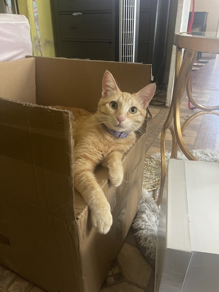 Entry image for Cheeto. Clicking this image will show a larger photo