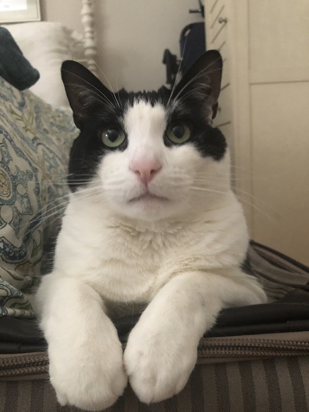 Entry image for Lenny. Clicking this image will show a larger photo