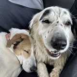 Entry image for Lucy (tan and white) & Hope (black and white)