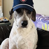 Entry image for Gordie