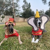 Entry image for Gus and Gideon