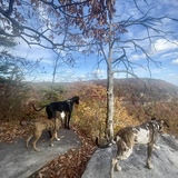 Entry image for Coal, Maisey, Winnie