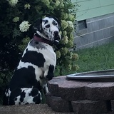 Entry image for Izzy
