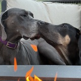 Entry image for Lola and Pollen