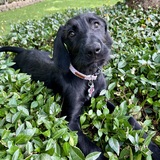 Entry image for Murphy