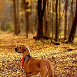 Entry image for Ziggy