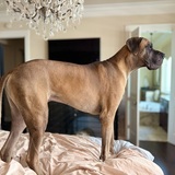 Entry image for Romeo 