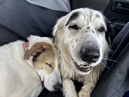 Entry image for Lucy (tan and white) & Hope (black and white). Clicking this image will show a larger photo