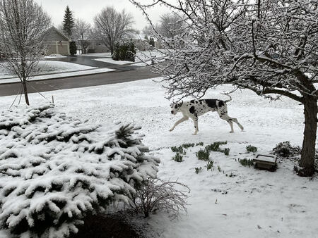 Entry image for Trooper. Clicking this image will show a larger photo
