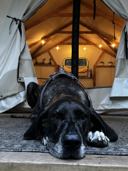 Entry image for Murphy. Clicking this image will show a larger photo