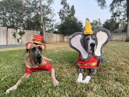 Entry image for Gus and Gideon. Clicking this image will show a larger photo