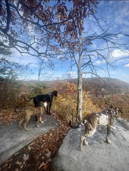 Entry image for Coal, Maisey, Winnie. Clicking this image will show a larger photo