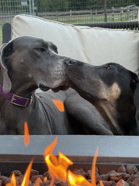 Entry image for Lola and Pollen. Clicking this image will show a larger photo