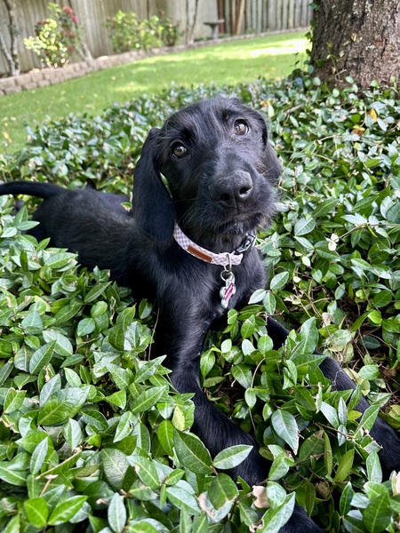 Entry image for Murphy. Clicking this image will show a larger photo
