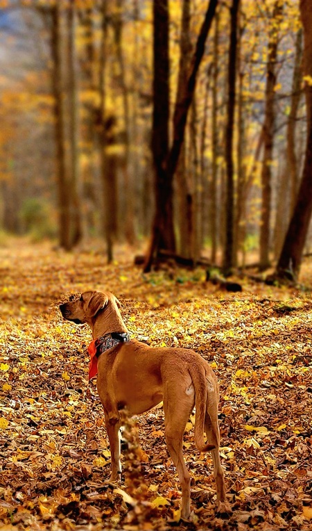 Entry image for Ziggy. Clicking this image will show a larger photo