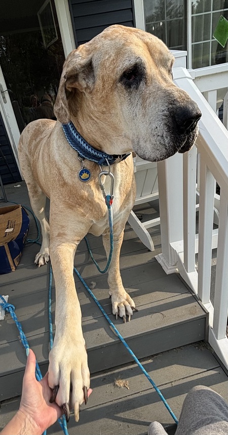 Entry image for Duke. Clicking this image will show a larger photo
