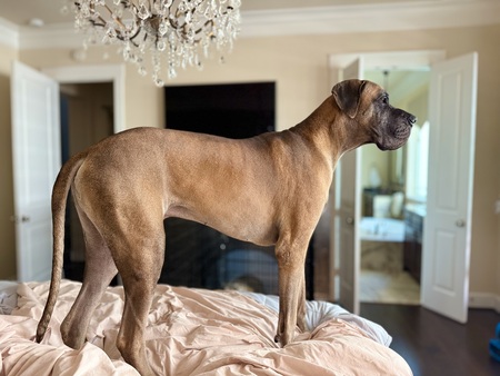 Entry image for Romeo . Clicking this image will show a larger photo
