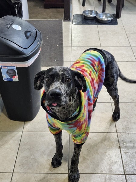 Entry image for Pepper. Clicking this image will show a larger photo