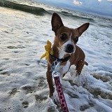 Entry image for Cookie 