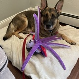 Entry image for Muffet 