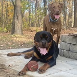 Entry image for Brutus and Chase 