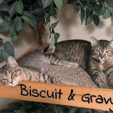 Entry image for Biscuit and Gravy