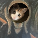 Entry image for Pinky