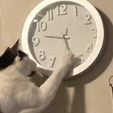 Entry image for Charlie