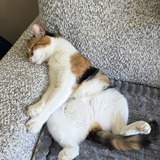Entry image for Phoebe 