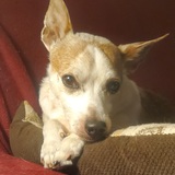 Entry image for Cody