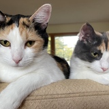 Entry image for Edie and Pinkie