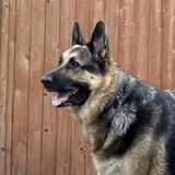 Entry image for Niko