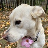 Entry image for Millie
