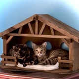 Entry image for Nutmeg and Angel