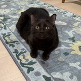 Entry image for Gus