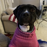 Entry image for Pepper